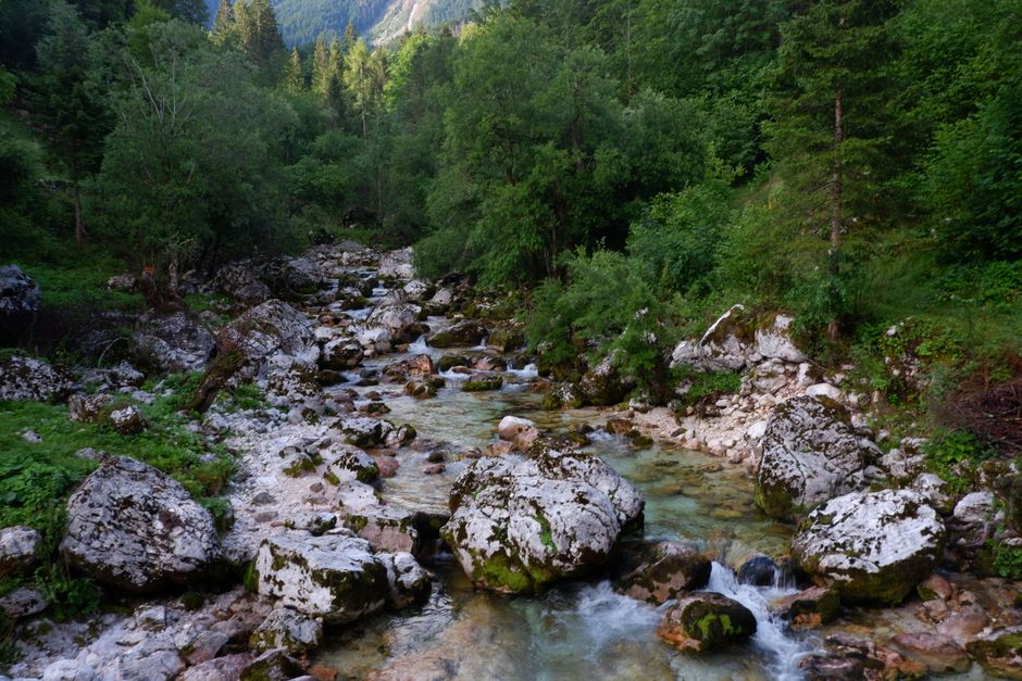 River flowing through a Slovenian forest