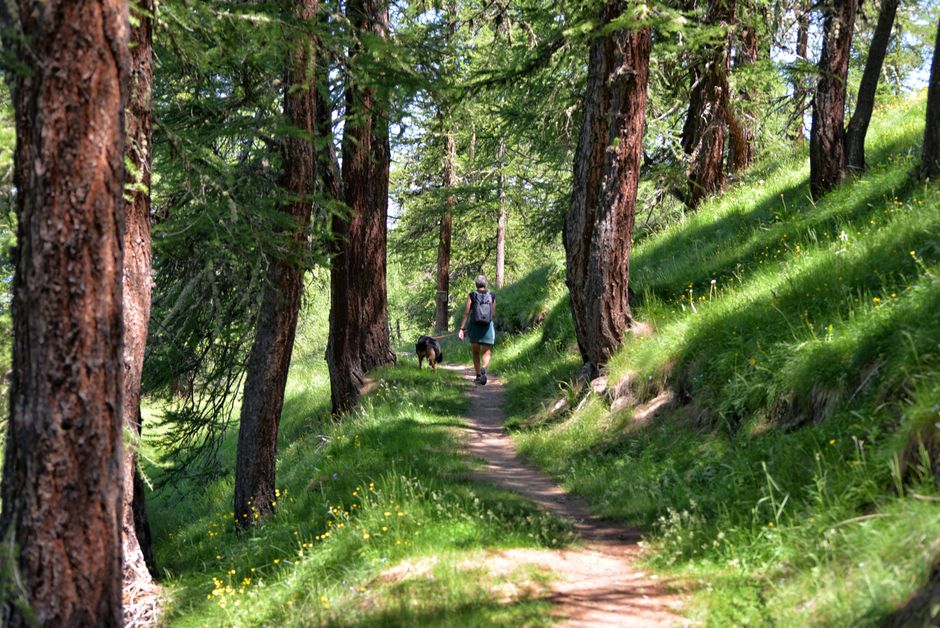 A woman hikes with her dog through a sunny, lush forest in Sestriere, Italy.
