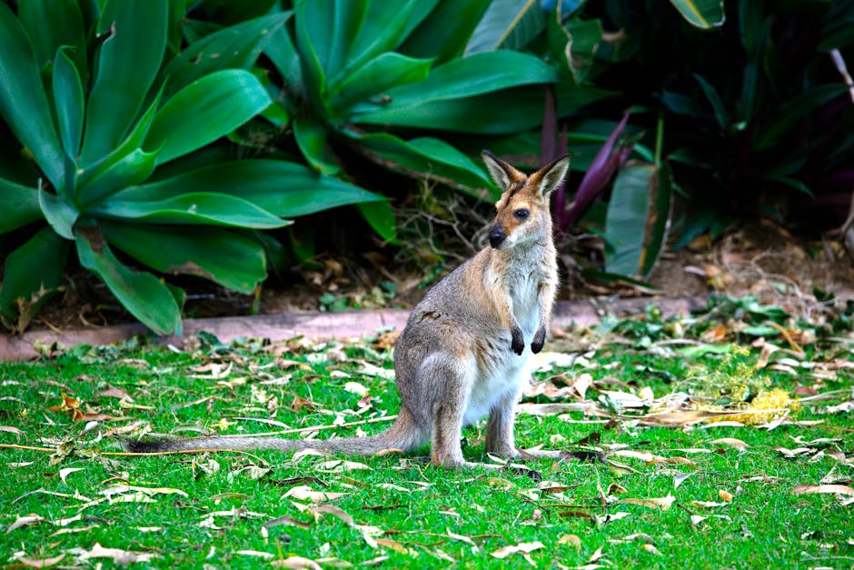 A wallaby stands in a vibrant garden, surrounded by lush foliage.